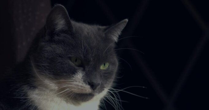 Gray and white cat looks into camera