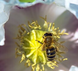 bee honeybee Apis Mellifera on poppy flower