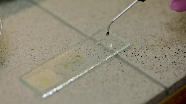 Laboratory Research of Plant Diseases. Phytoexamination of Seeds. Agriculture