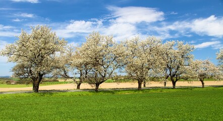 Fototapeta premium green field road alley flowering cherry trees