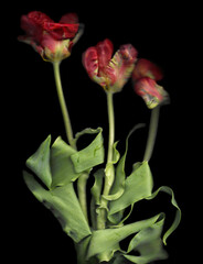 Wavy pink tulips scan background. Scanned blooming flower bouquet. Glitchy abstract distorted plant. Colourful botanical photocopy with scanner noise effect for advertising, poster or postcard.