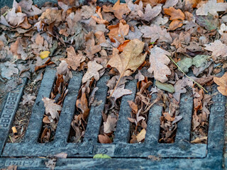 Laub verstopfter Abwasserschacht