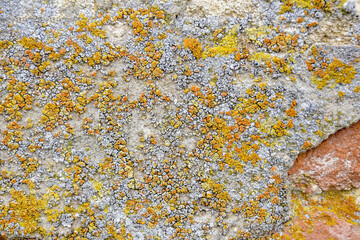 Aged wall of old building covered with multicolored moss, unusual natural background, full frame. Colorful Moss on Concrete Wall. Detailed backdrop, abstract design. Selective focus.