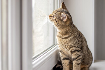 tabby cat kitty on window sill hidden over curtains little girl hand child kid touching pussycat...