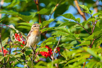 The European stonechat (Saxicola rubicola) is a small passerine bird that was formerly classed as a subspecies of the common stonechat.