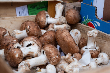 Cagette de champignons de paris bruns en vrac