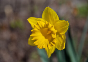 Closeup of yellow narcissus flower outdoor