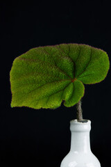 macro close up begonia leaf
