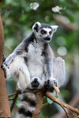 Ring Tailed Lemur (Lemur Catta) close up shot