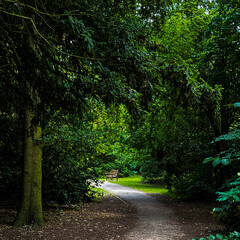 Obraz premium road in the forest