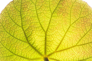 Naklejka na ściany i meble macro close up begonia leaf