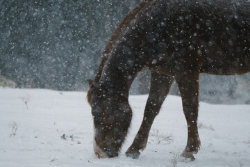 Brown horse in winter snow storm or blizzard on farm outdoors.