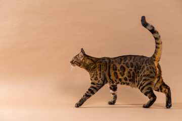 Obraz na płótnie Canvas bengal cat in the studio