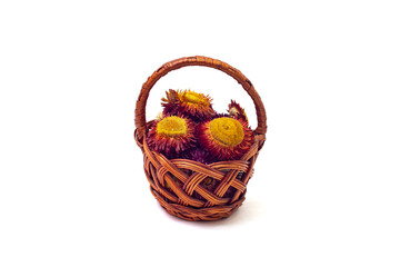Fototapeta na wymiar small basket full of dried Helichrysum bracteatum flowers,