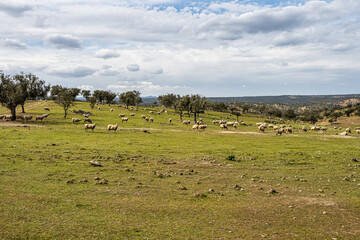 Fototapeta na wymiar Sheeps grazing on a green meadow at Membrio, Extremadura in Spain