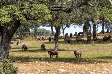Iberian pigs grazing among the oaks on the fields at Membrio, Extremadura in Spain