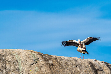 White storks, Ciconia ciconia, mating at Los Barruecos, Malpartida de Caceres, Extremadura, Spain.