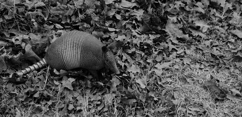 Nine-banded armadillo in winter leaves closeup with shallow depth of field, Texas wildlife animal.