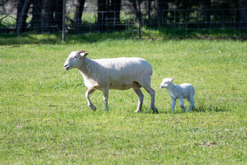 Sheep and lamb walking through the paddock	
