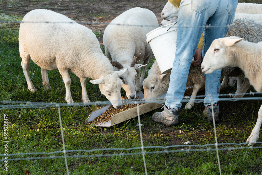 Poster sheep and lamb in a field feeding