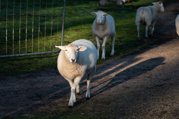 Obraz na płótnie Canvas Sheep walking in the field
