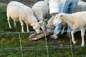 sheep and lamb in a field feeding