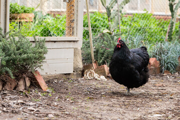 Black rooster on farm copy space