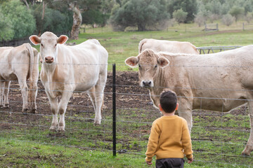 Young child boy watching cows on a farm