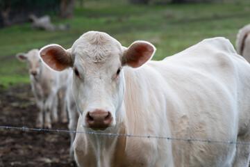 calf in a field