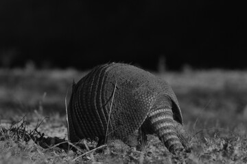 Nine-banded armadillo wildlife closeup walking away with shell through Texas field, dark background.