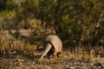 Nine-banded armadillo walking away showing tail and shell through Texas landscape.