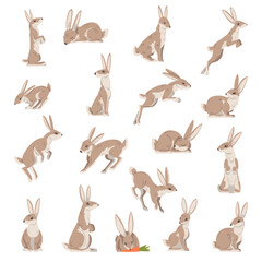 Hares and Jackrabbits as Swift Animal with Long Ears and Grayish Brown Coat Big Vector Set