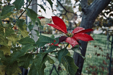 autumn in the countryside