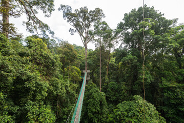 Treetop canopy walkway in Danum Valley primary jungle Lahad Datu Sabah Borneo Malaysia