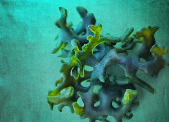 Old blue papper textured background with Green seaweed of Codium genus. Green algae