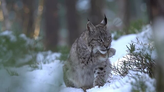Lynx licking himself in a snowy blueberry patch. Winter forest with partially hidden wild animal. Winter season, cold, mid size cat Slow motion