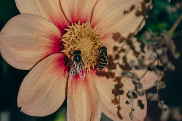 Fototapeta na wymiar flower flies on dahlia flower drinking nectar