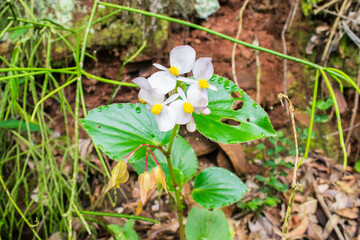 Begonia descoleana, native flowering plant from the Atlantic Forest - Tres Coroas, RS, Brazil