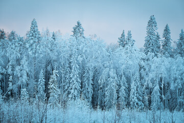 Fototapeta na wymiar Trees covered in snow and frost. Beautiful winter landscape at sunset. Karelia.