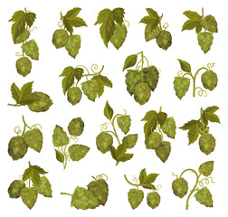 Fresh Hop Plants with Cones and Green Leaves Big Vector Set