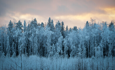 Trees covered in snow and frost. Beautiful winter landscape at sunset. Karelia.