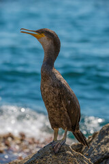 CORMORÁN GRANDE EN ZONAS ROCOSAS DE LA COSTA