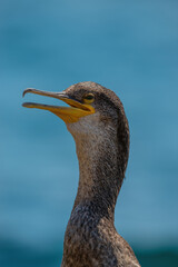 CORMORÁN GRANDE EN ZONAS ROCOSAS DE LA COSTA