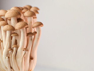 Shimeji Mushrooms close up photo. Fresh brown beech fungi. Group of edible mushrooms on a neutral background with macro effect.