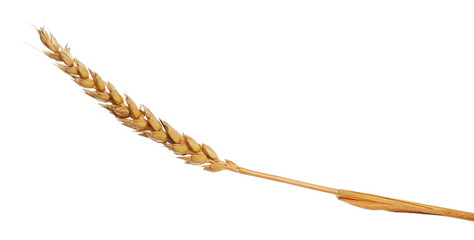 Ripe, dry wheat ear, grain isolated on white, clipping path
