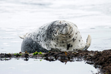 napping harbor seal, Oregon Coast, US