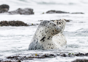 harbor seal, Otter Crest Beach, Oregon, US