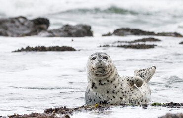 harbor seal hauled out, Otter Crest Beach, Oregon, US