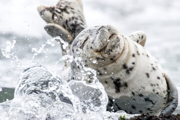 harbor seal, Oregon Coast, US - obrazy, fototapety, plakaty