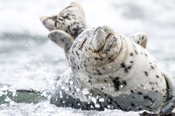harbor seal, Oregon Coast, US © Hodossy